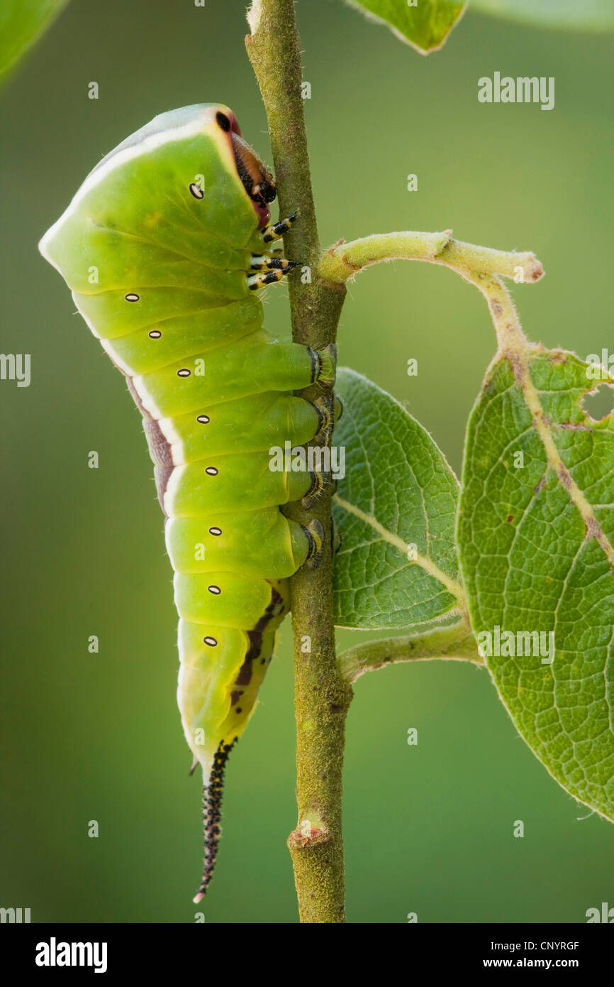 puss-moth-cerura-vinula-young-caterpillar-sitting-on-a-twig-germany