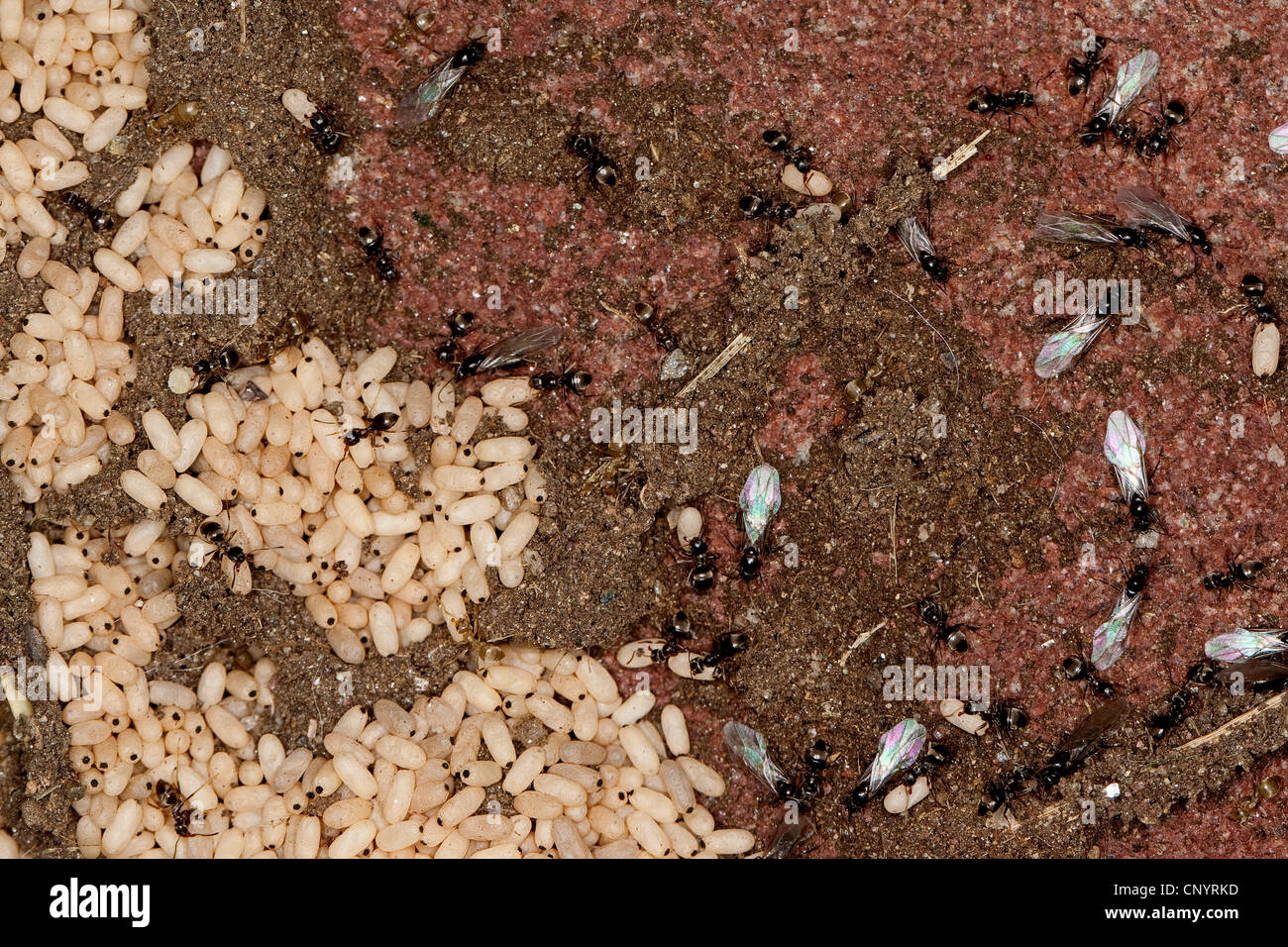 Common black ant eggs hires stock photography and images Alamy