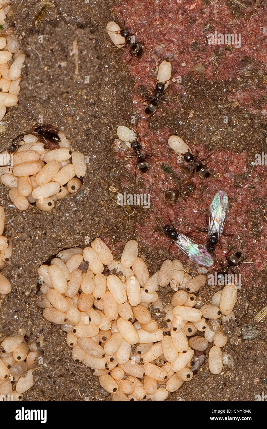 black ant, common black ant, garden ant (Lasius cf. niger), nest with