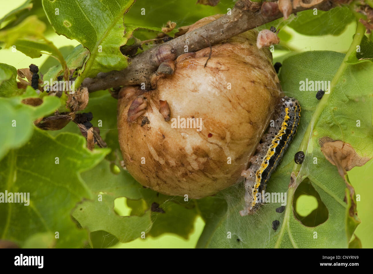 Orthosia miniosa (Orthosia miniosa), sitting at a gall, Germany, Rhineland-Palatinate Stock Photo