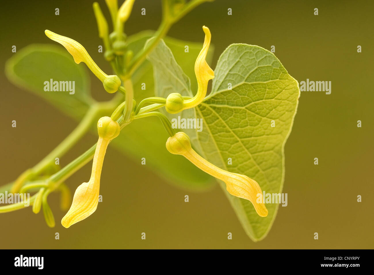 European Birthwort High Resolution Stock Photography and Images - Alamy