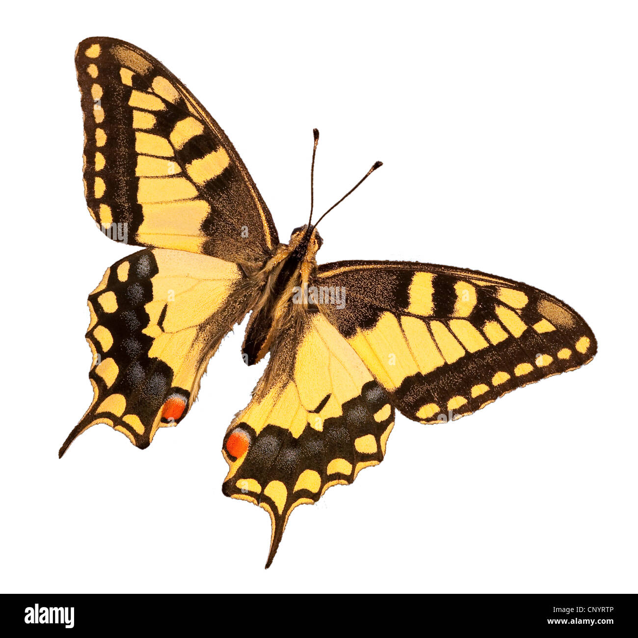 swallowtail (Papilio machaon), cutout, Germany Stock Photo