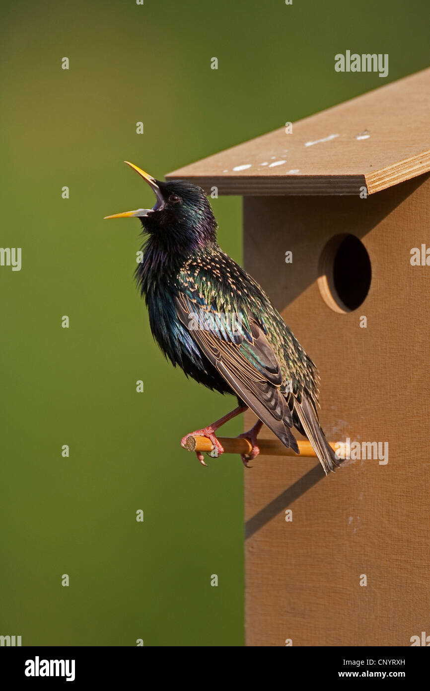 common starling (Sturnus vulgaris), nest box, singing, Germany Stock Photo
