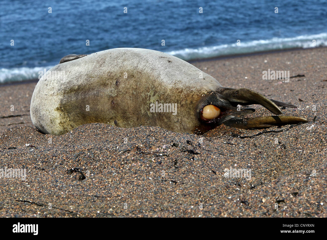 southern elephant seal (Mirounga leonina), birth starting on the beach, Argentina, Peninsula Valdes Stock Photo