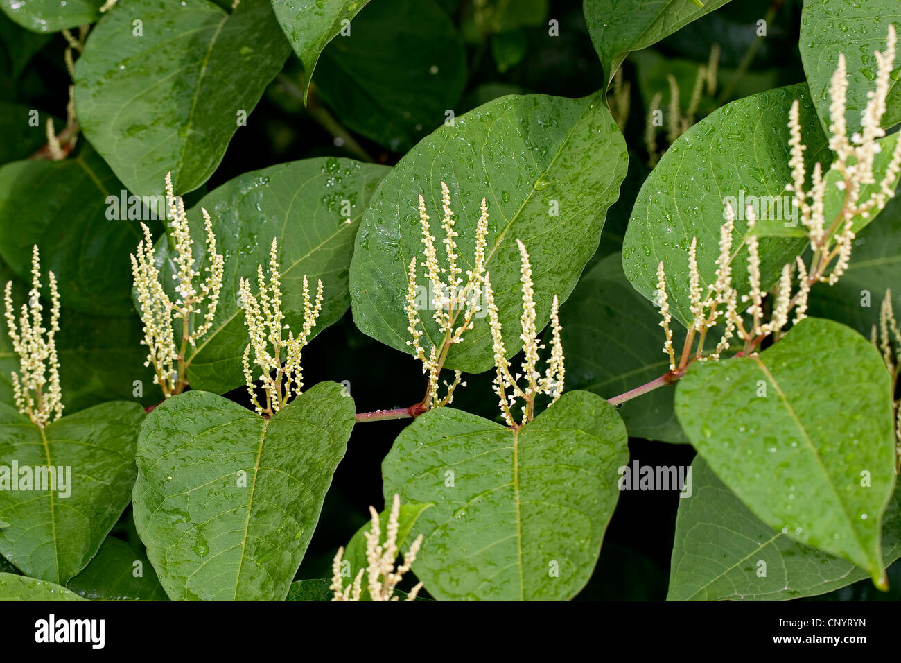 Japanese Knotweed (Fallopia japonica, Reynoutria japonica), blooming, Germany Stock Photo
