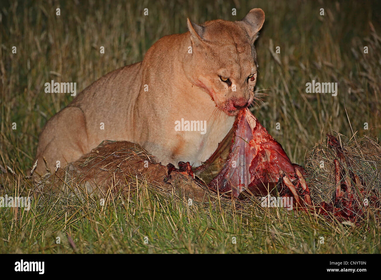 puma, mountain lion, cougar (Puma concolor, Profelis concolor), eating the prey, Chile, Torres del Paine National Park Stock Photo