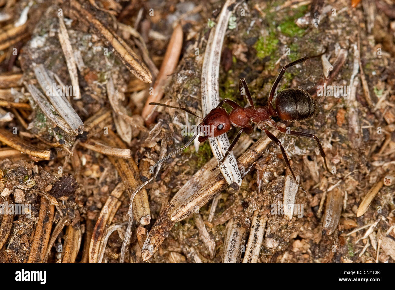 Wood ant, Wood ants (Formica truncorum), on the ground, Germany Stock Photo