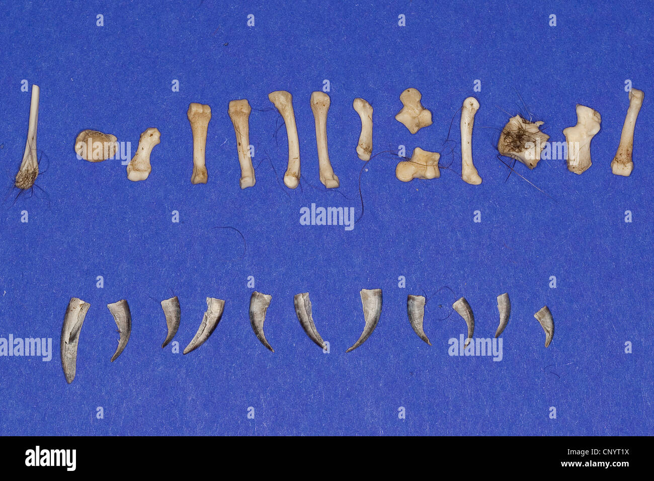 northern eagle owl (Bubo bubo), bones, spines and claws of a hedgehog - undigested food residue from a pellet Stock Photo