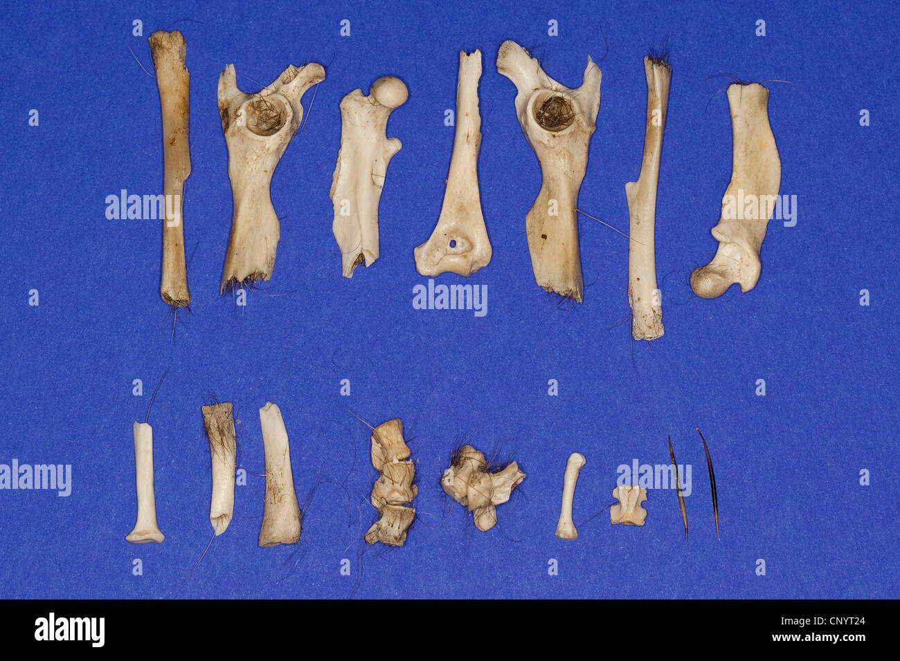 northern eagle owl (Bubo bubo), bones, spines and claws of a hedgehog - undigested food residue from a pellet Stock Photo