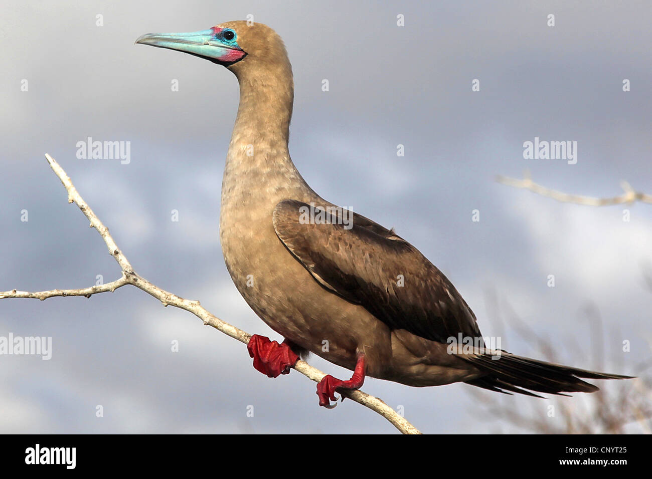 red-footed booby (Sula sula), sitting on a branch, Ecuador, Galapagos Stock Photo