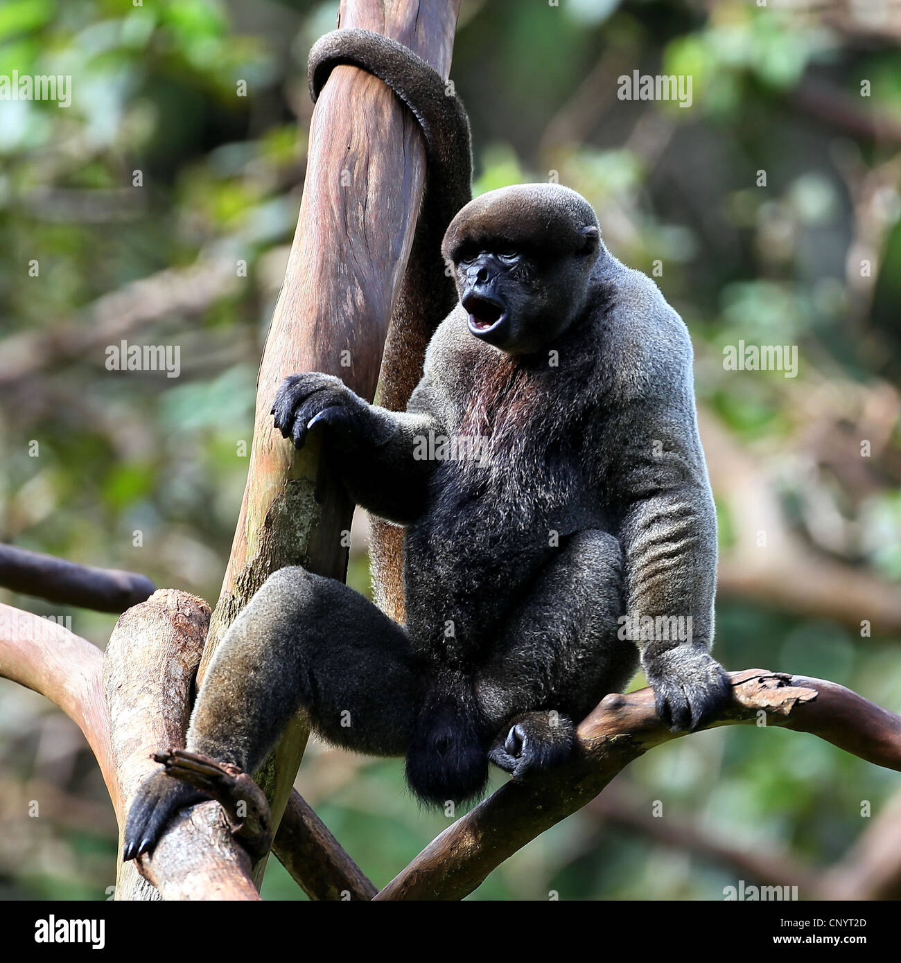 Poeppig's Woolly Monkey (Subspecies Lagothrix lagothricha poeppigii) ·  iNaturalist Guatemala