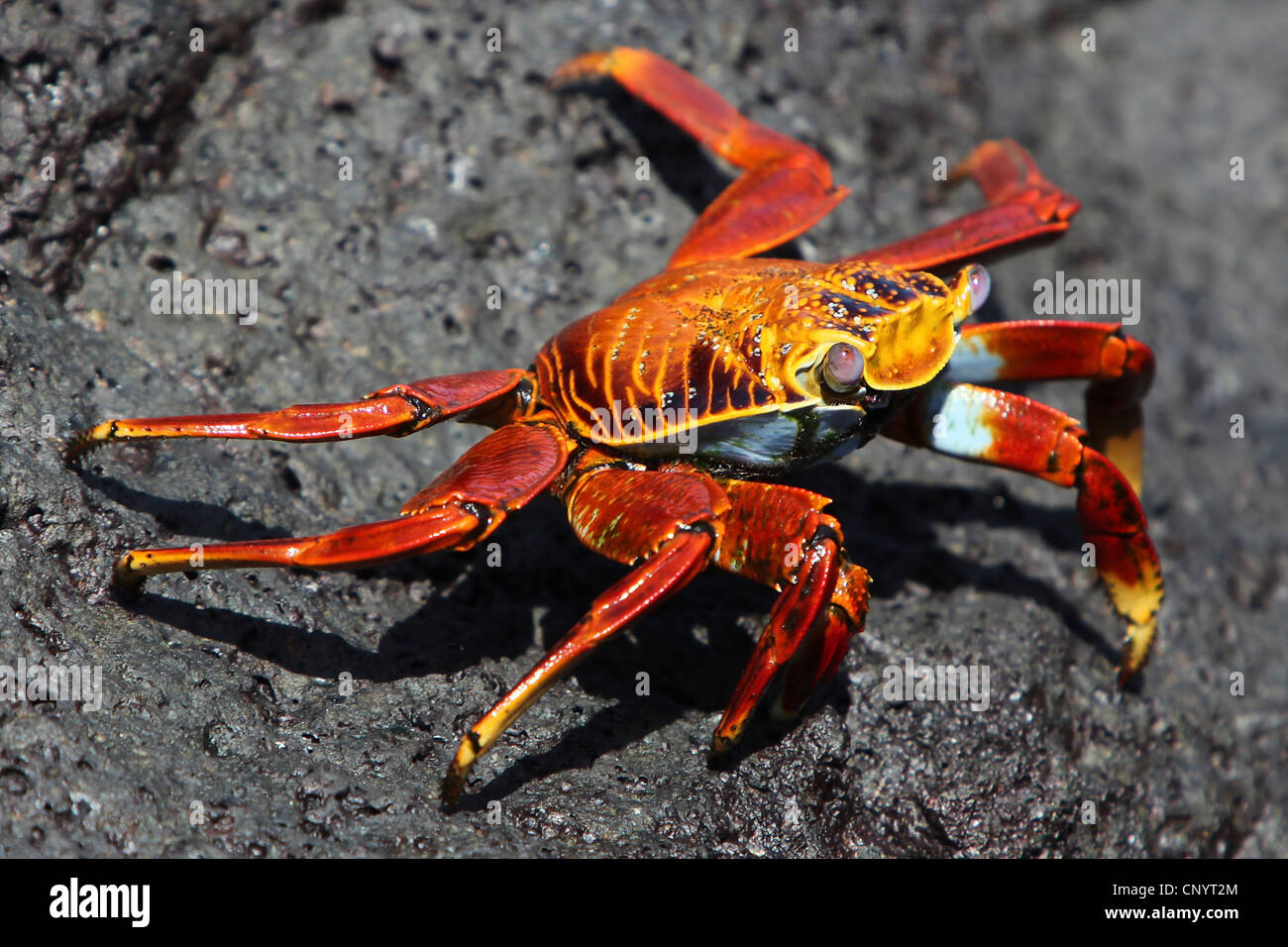 Sally lightfoot crab, mottled shore crab (Grapsus grapsus), on a rock, Ecuador, Galapagos Islands Stock Photo