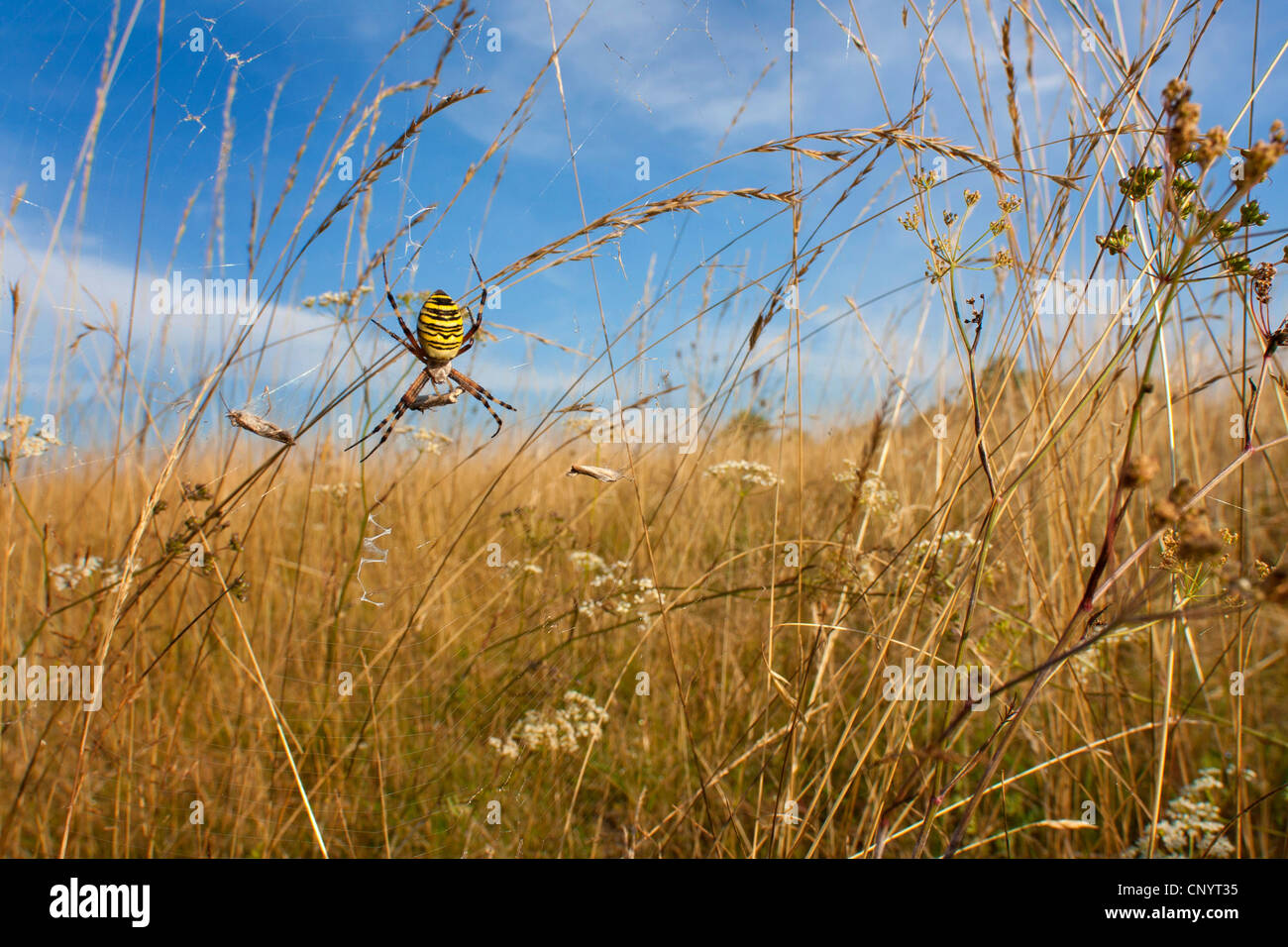 black-and-yellow argiope, black-and-yellow garden spider (Argiope bruennichi), sitting in the net in a meadow with prey, Germany, North Rhine-Westphalia Stock Photo