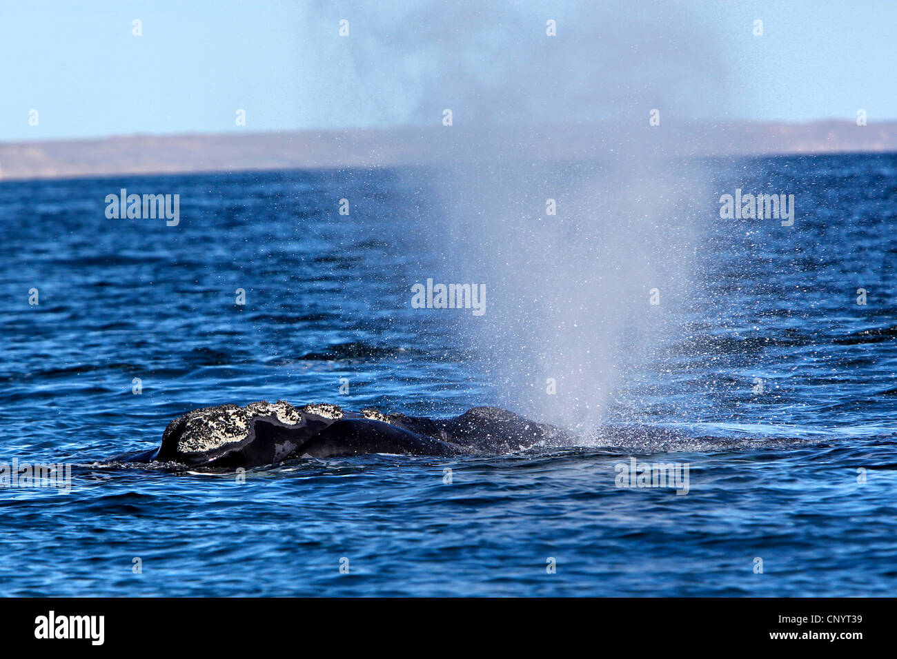 southern right whale (Eubalaena australis, Balaena glacialis australis), blowing, Argentina, Peninsula Valdes Stock Photo