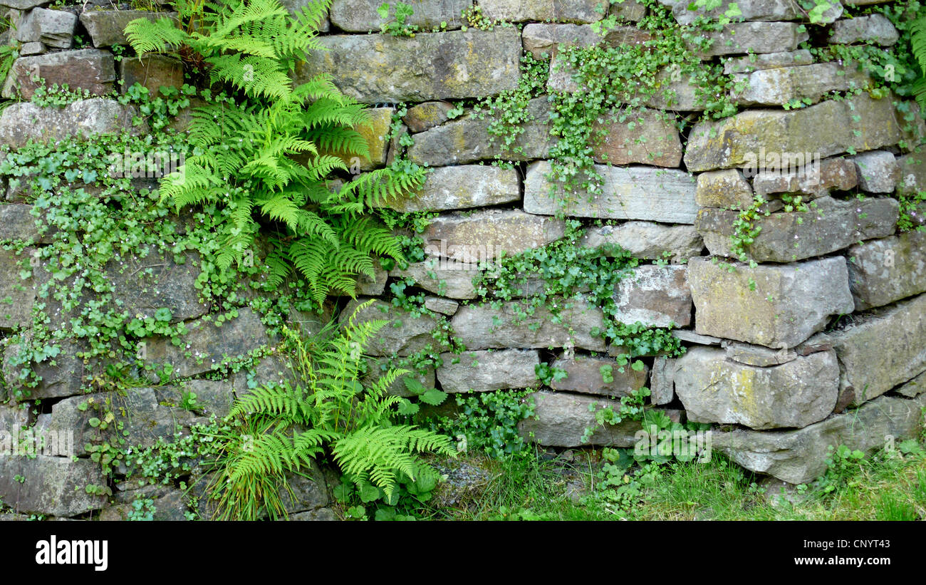 kenilworth ivy, ivy-leaved toadflax, coliseum ivy (Cymbalaria muralis, Linaria muralis), dry-stone walls, Germany Stock Photo