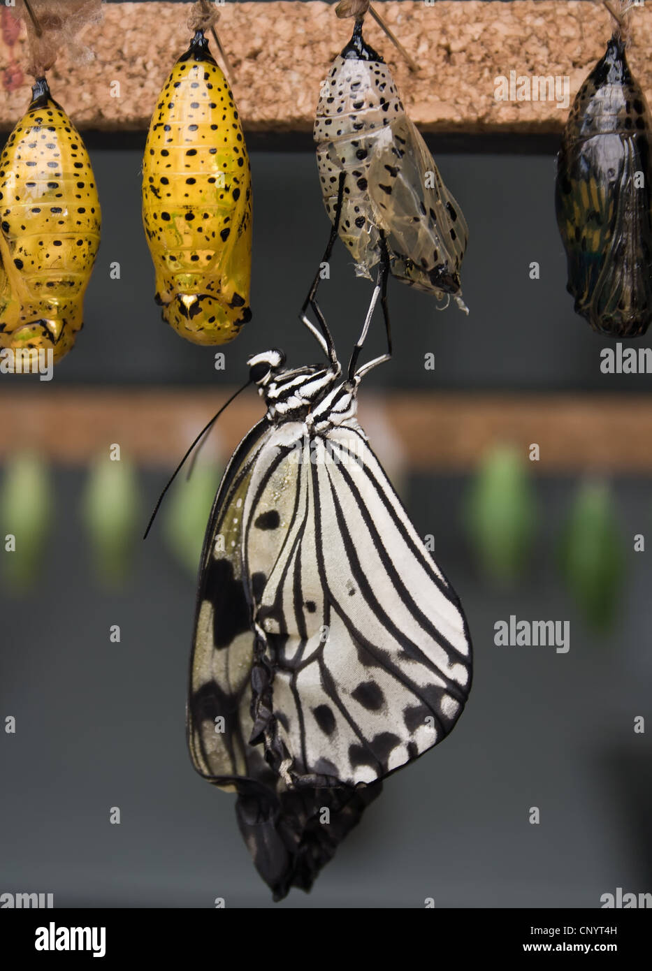 Chrysalis butterfly hires stock photography and images Alamy