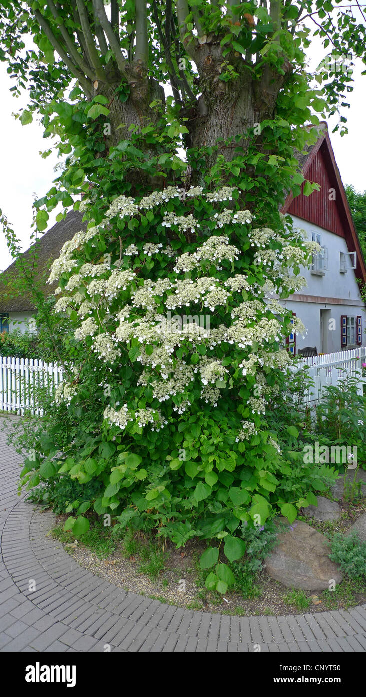 Hydrangea Petiolaris Care And Culture Travaldo S Blog