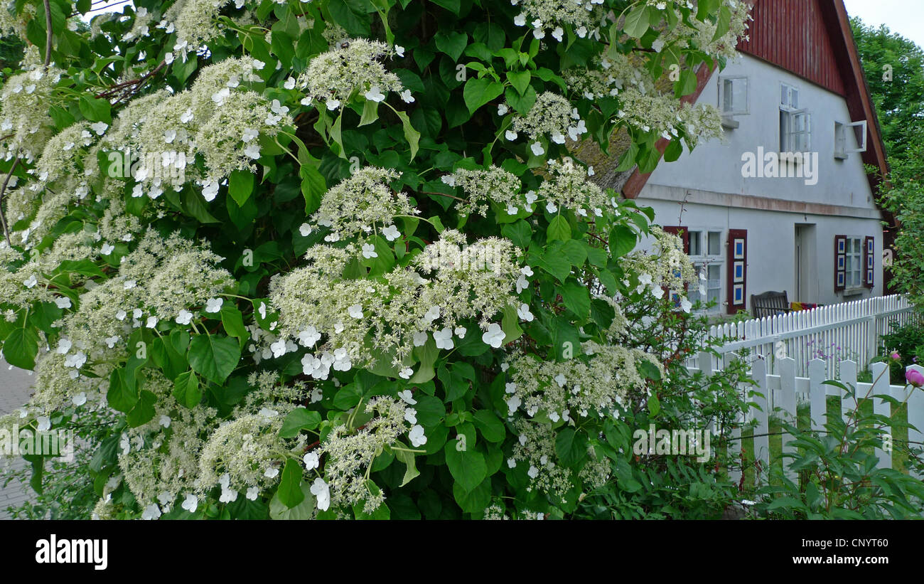 Climbing hydrangea (Hydrangea petiolaris, Hydrangea anomala subsp