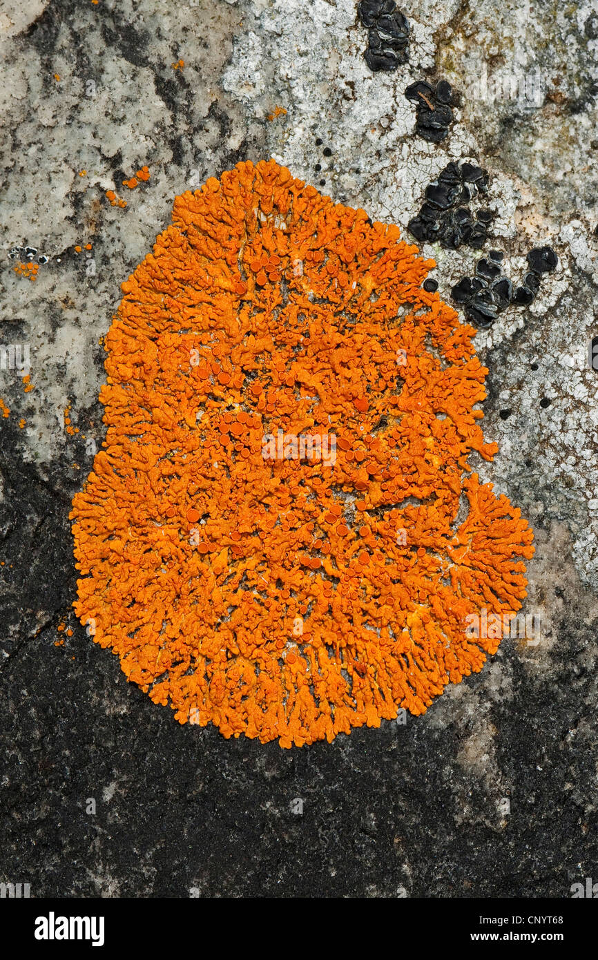 Elegant sunburst lichen, Elegant Orange Wall Lichen (Xanthoria elegans var. elegans, Amphiloma elegans, Caloplaca dissidens, Caloplaca elegans, Caloplaca tegularis), on a concrete wall, Germany Stock Photo
