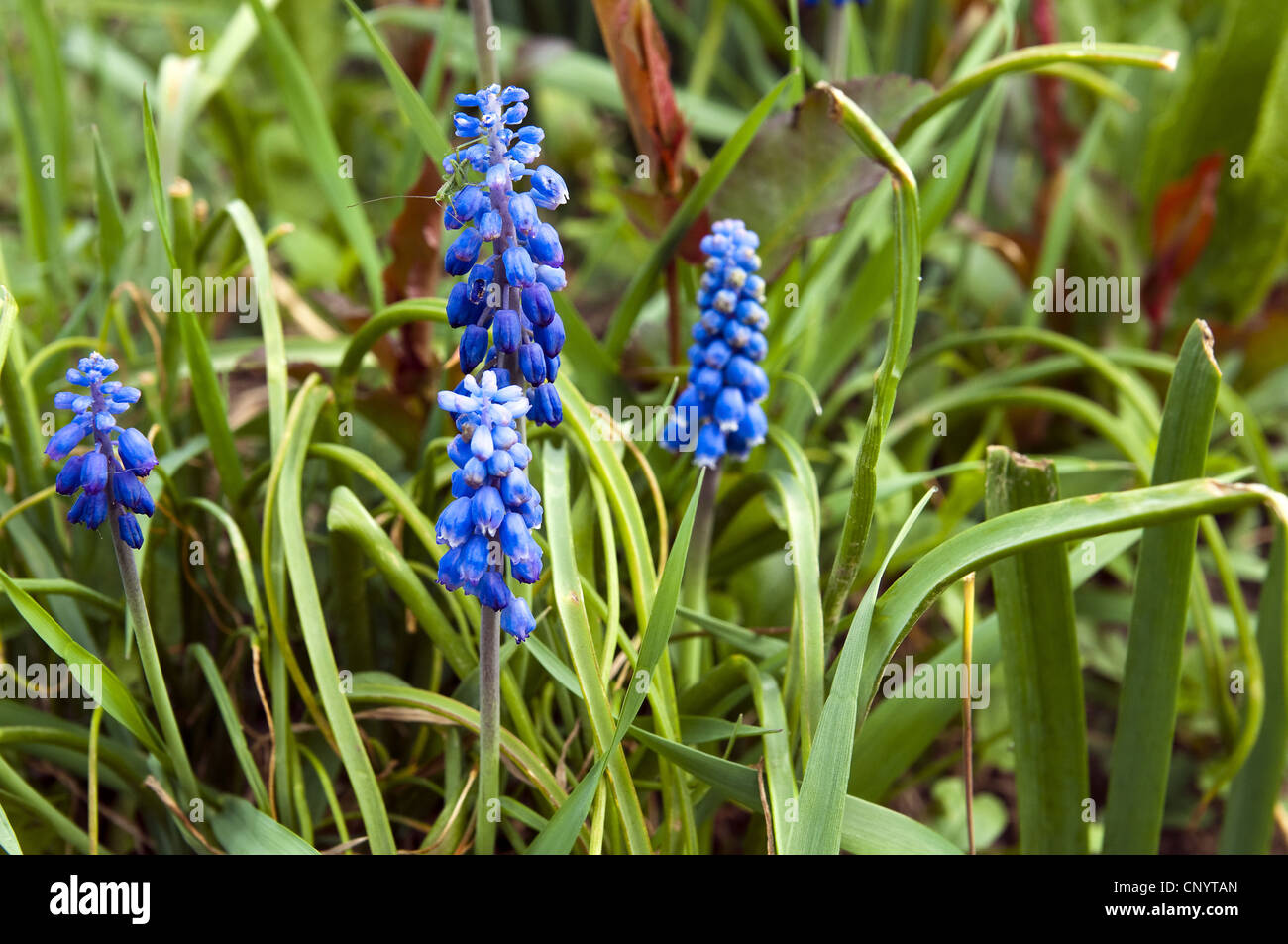 blue flowers hyacinths in the garden Stock Photo - Alamy