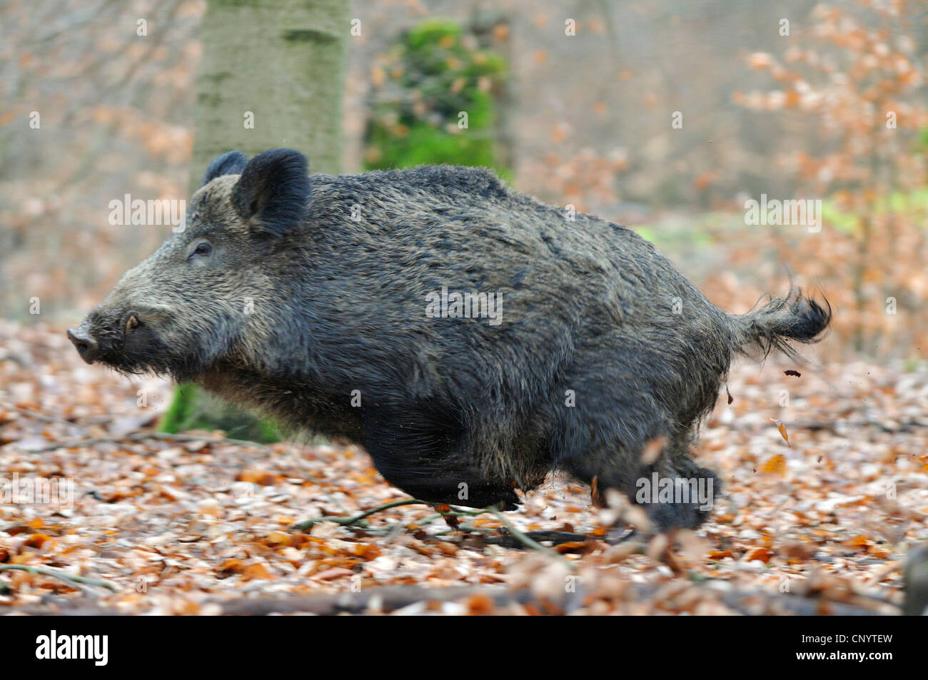 wild boar, pig, wild boar (Sus scrofa), fleeing in the forest, Germany Stock Photo