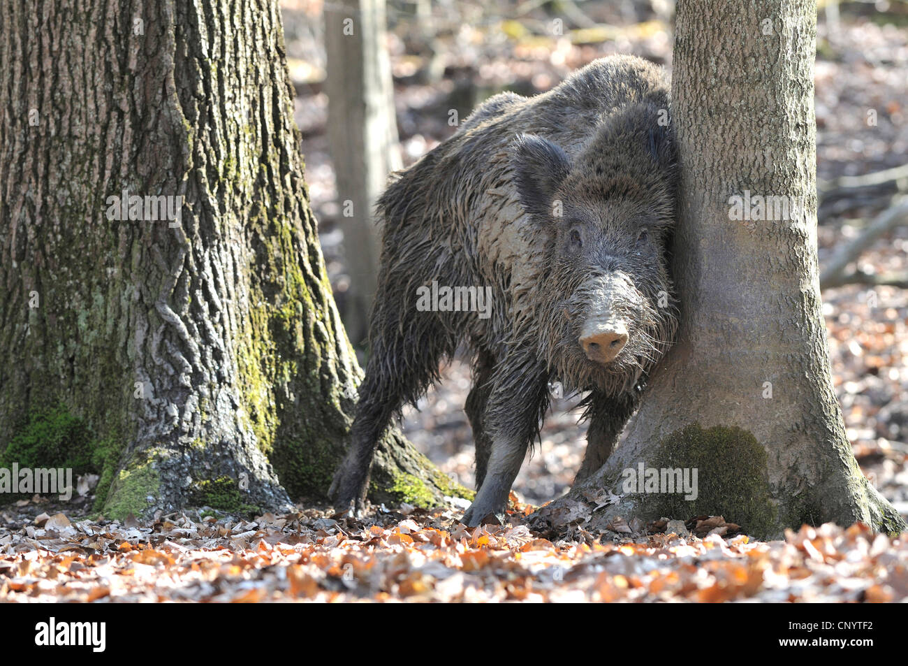 wild boar, pig, wild boar (Sus scrofa), tusker rubbing at a tree after having left the wallow, Germany Stock Photo