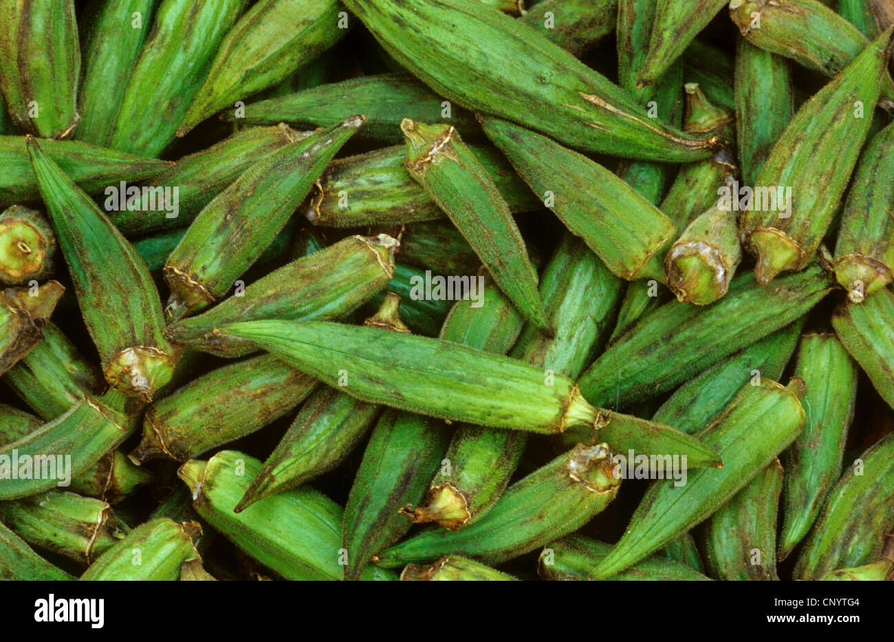 gobo, okra (Hibiscus esculentus, Abelmoschus esculentus), okras Stock
