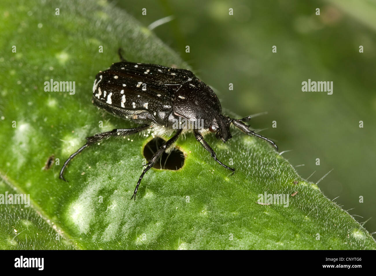 White-spotted Rose Beetle (Oxythyrea funesta), sitting on a leaf, Germany Stock Photo