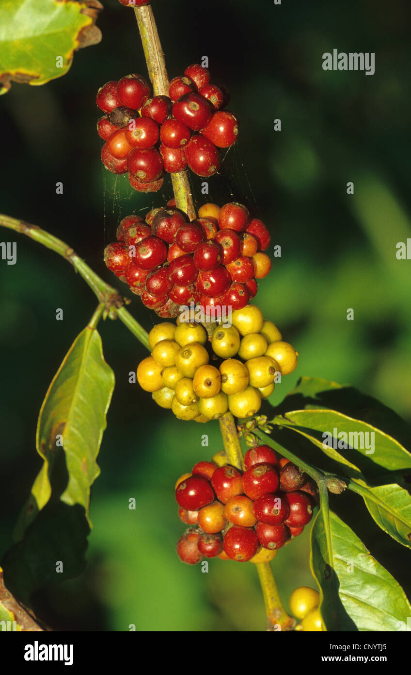Arabian coffee (Coffea arabica), fruiting branch Stock Photo
