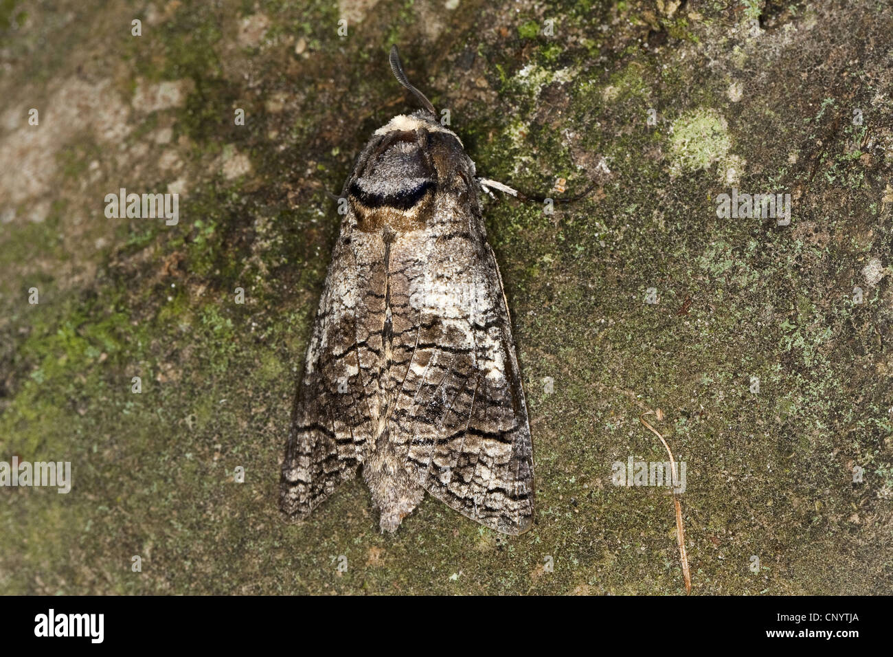 Goat Moth (Cossus cossus), sitting on bark, Germany Stock Photo