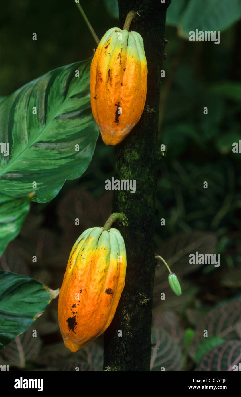 chocolate, cocoa tree (Theobroma cacao), cacao tree with fruits Stock Photo