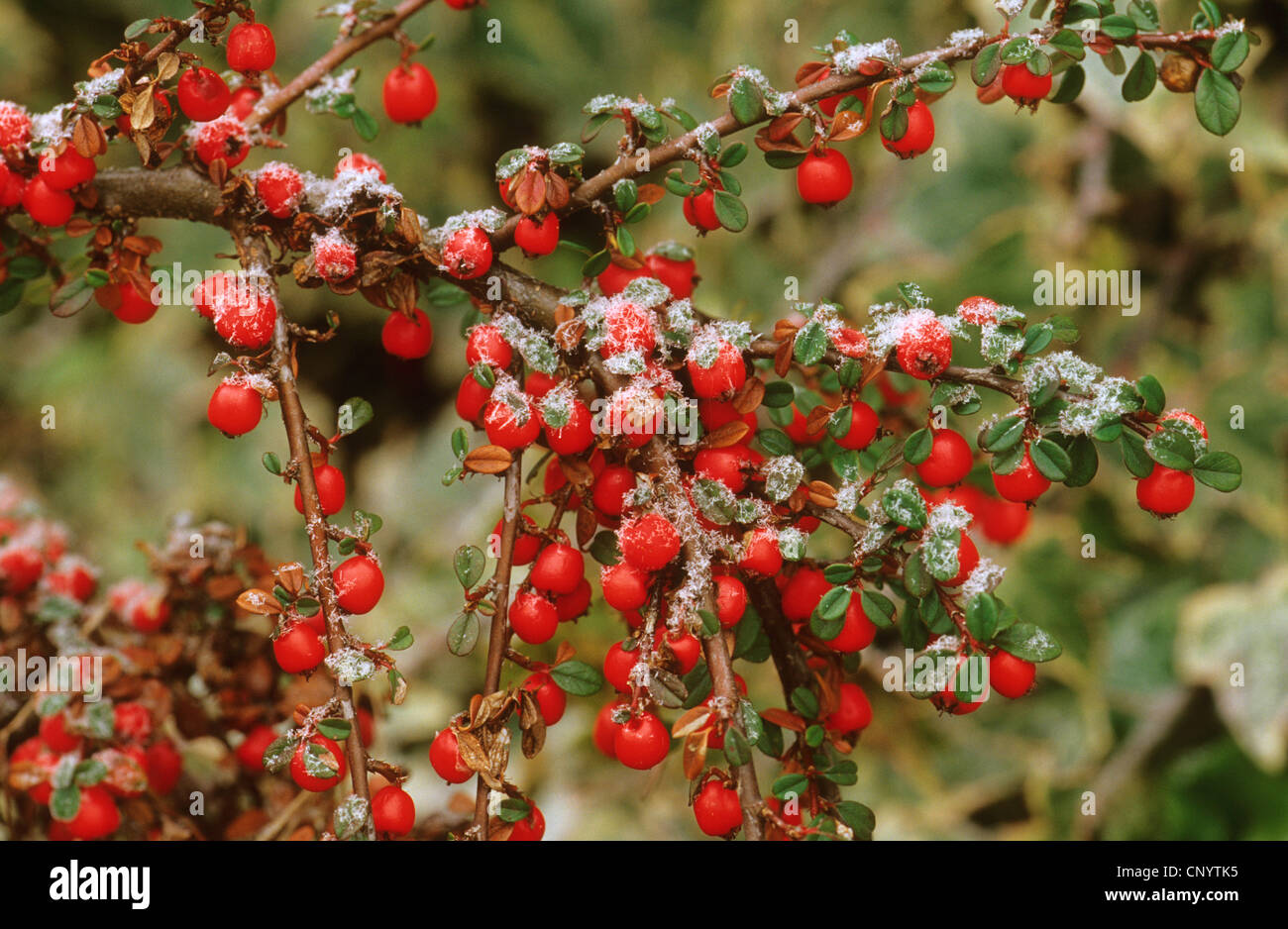 cotoneaster (Cotoneaster spec.), with roar frost Stock Photo