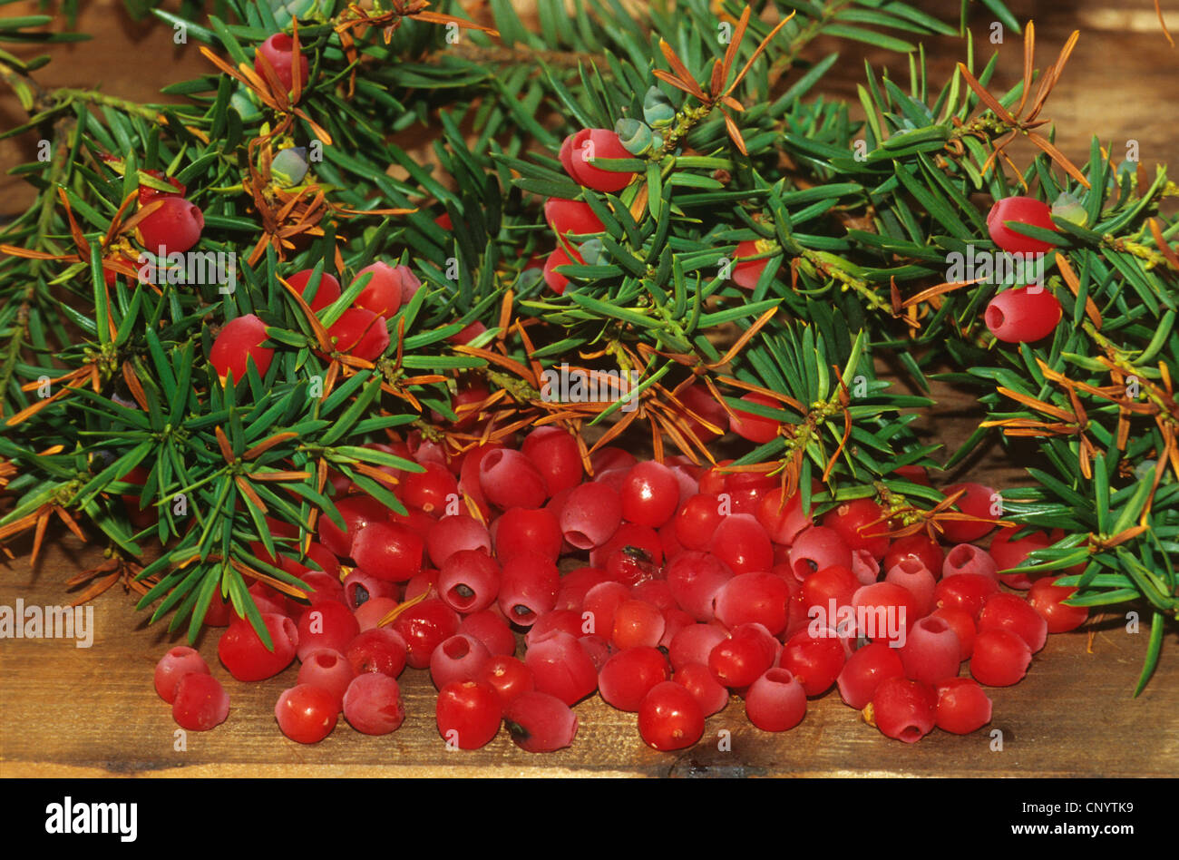 common yew (Taxus baccata), branch and harvested seeds, Germany Stock Photo