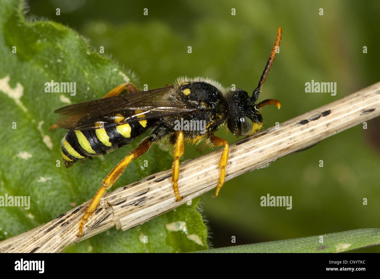 cuckoo bee, cuckoo-bee (Nomada spec.), sitting on a sprout, Germany Stock Photo
