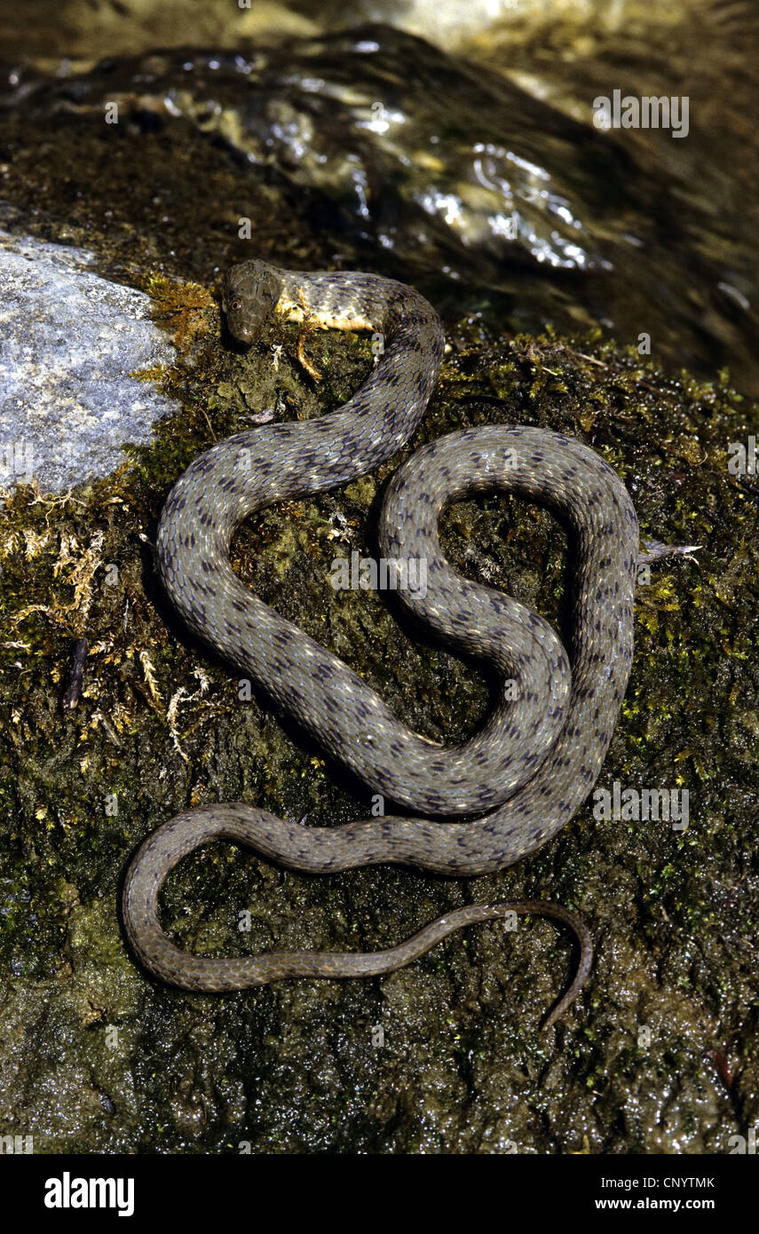 dice snake (Natrix tessellata), lying on a rock, Germany Stock Photo ...