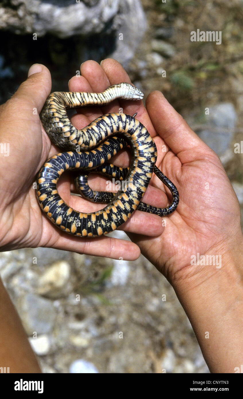 dice snake (Natrix tessellata), playing possum, Germany Stock Photo