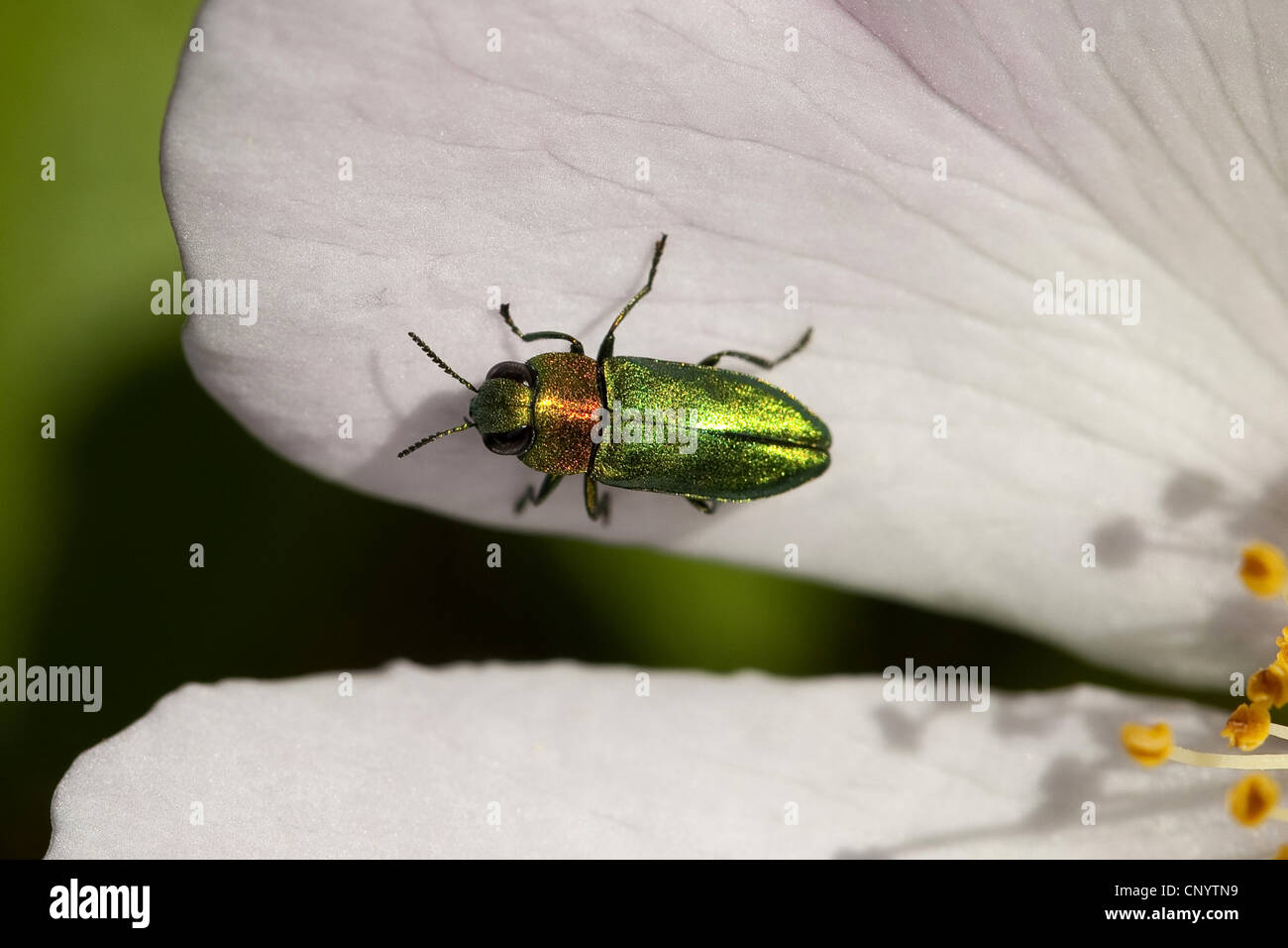 Jewel beetle, Metallic wood-boring beetle (Anthaxia nitidula), sitting on a flower, Germany Stock Photo