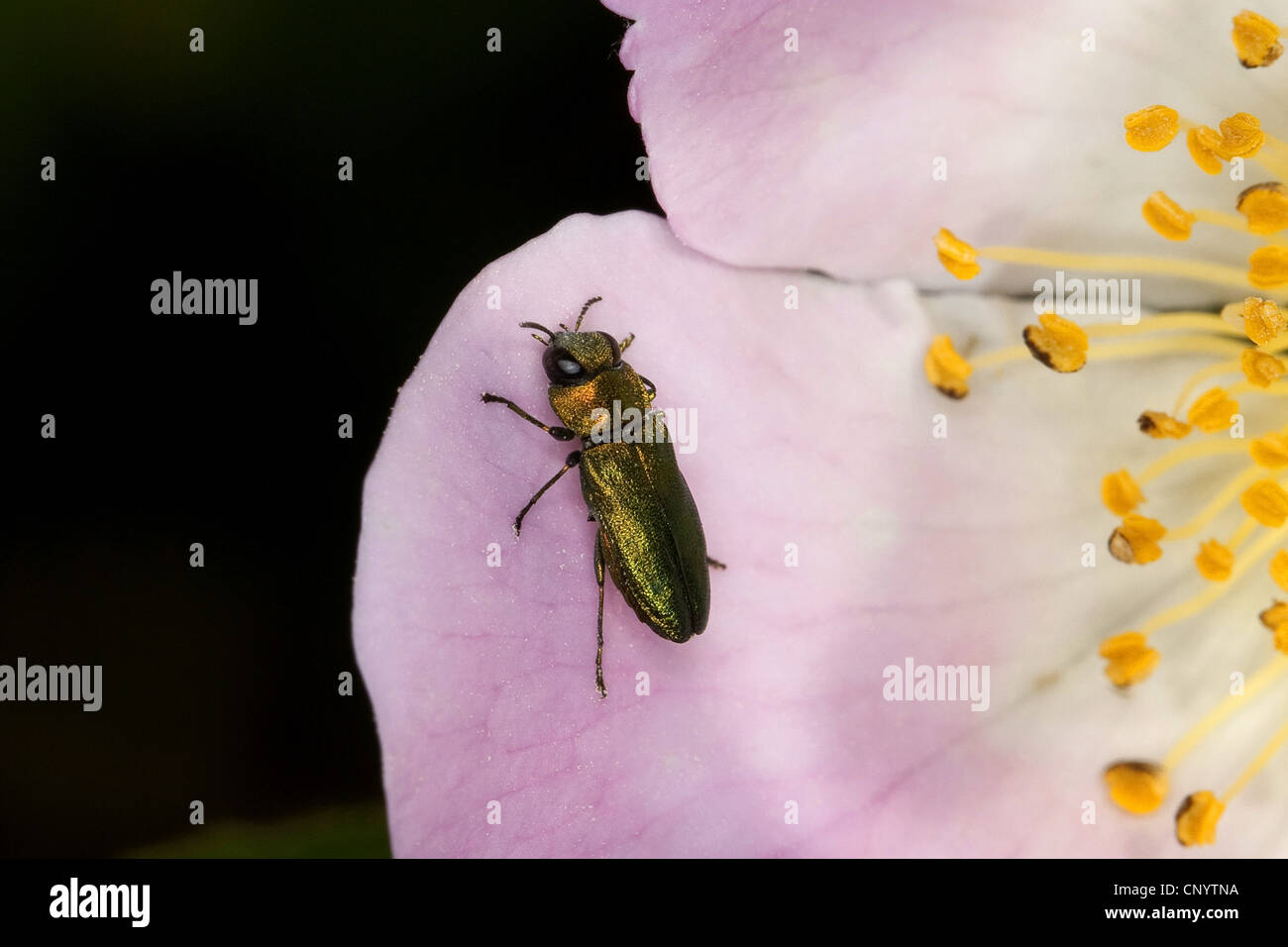 Jewel beetle, Metallic wood-boring beetle (Anthaxia nitidula), sitting on a flower, Germany Stock Photo