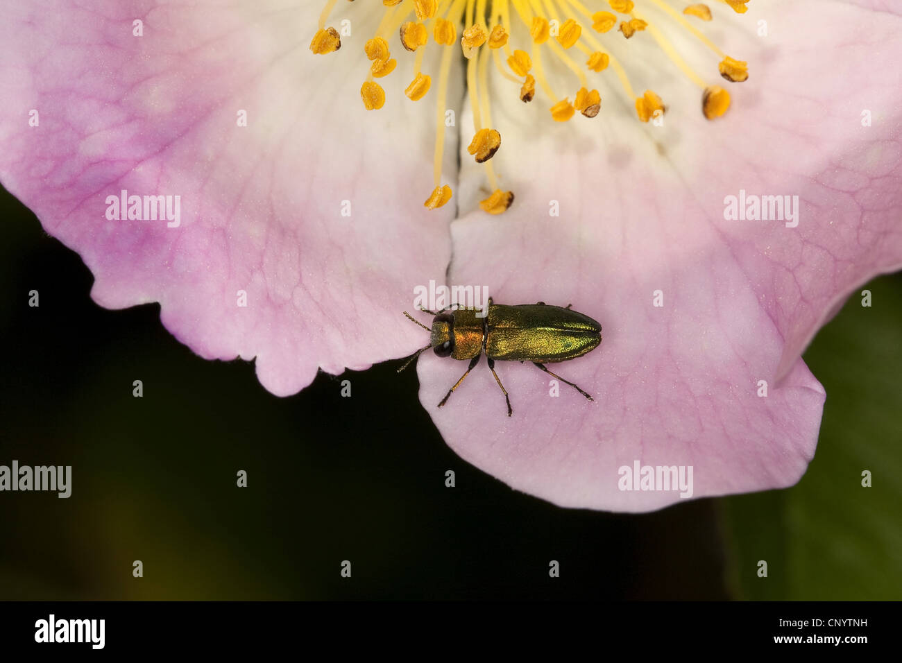 Jewel beetle, Metallic wood-boring beetle (Anthaxia nitidula), male sitting on a flower, Germany Stock Photo