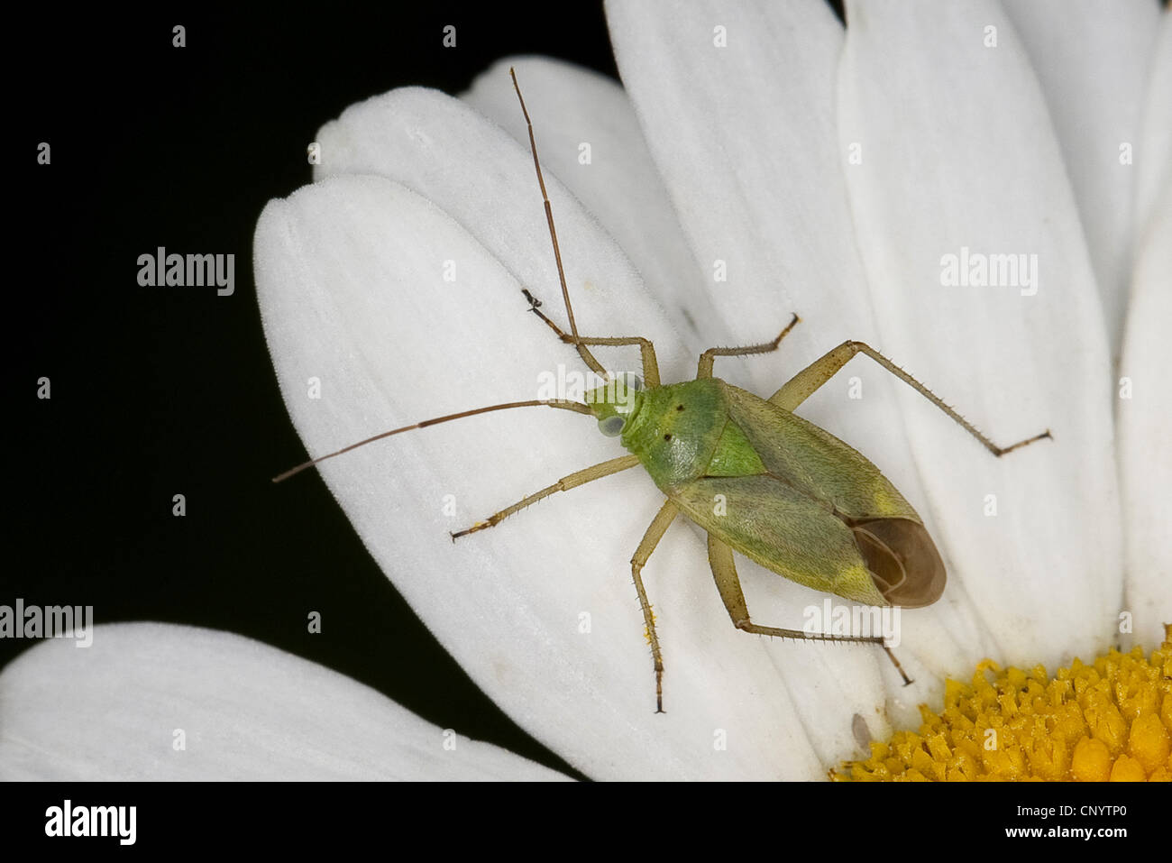 Potato bug hires stock photography and images Alamy