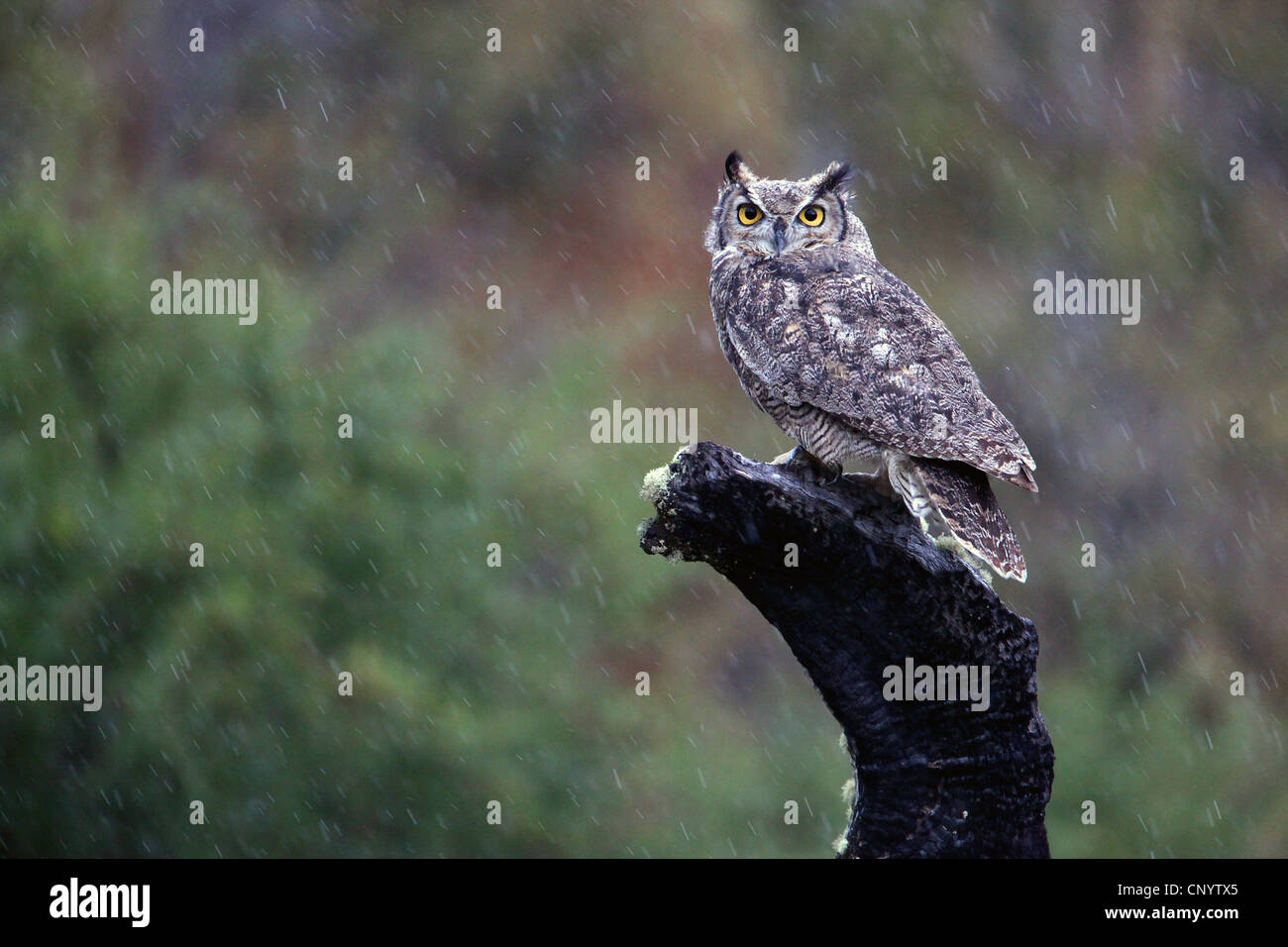 Magellanic Horned Owl  (Bubo magellanicus), sitting on tree snag in rain, Chile, Torres del Paine National Park Stock Photo