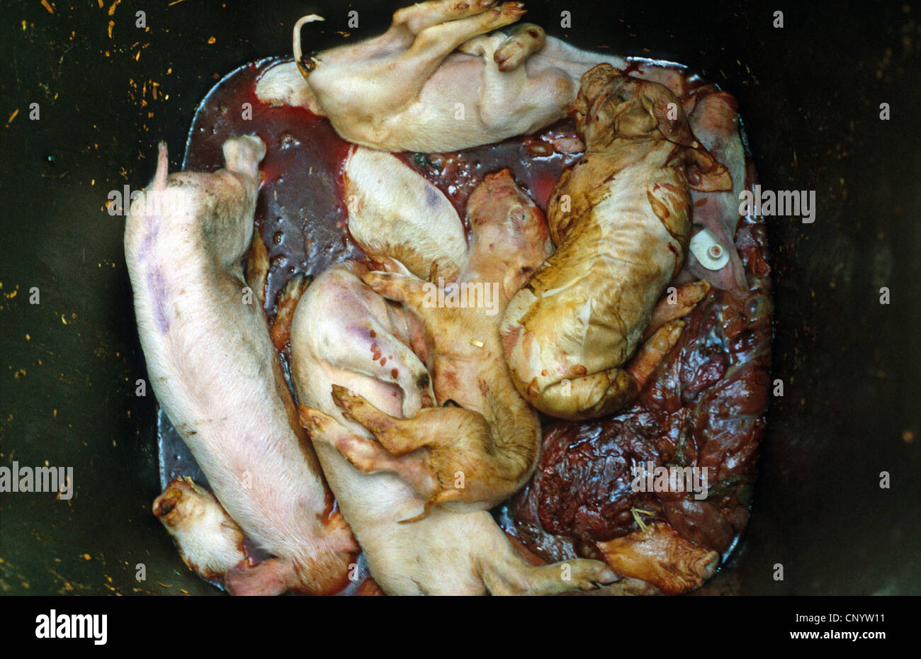 garbage bin with dead shoats - a few of lots of victims of the intensive factory farming, Germany Stock Photo