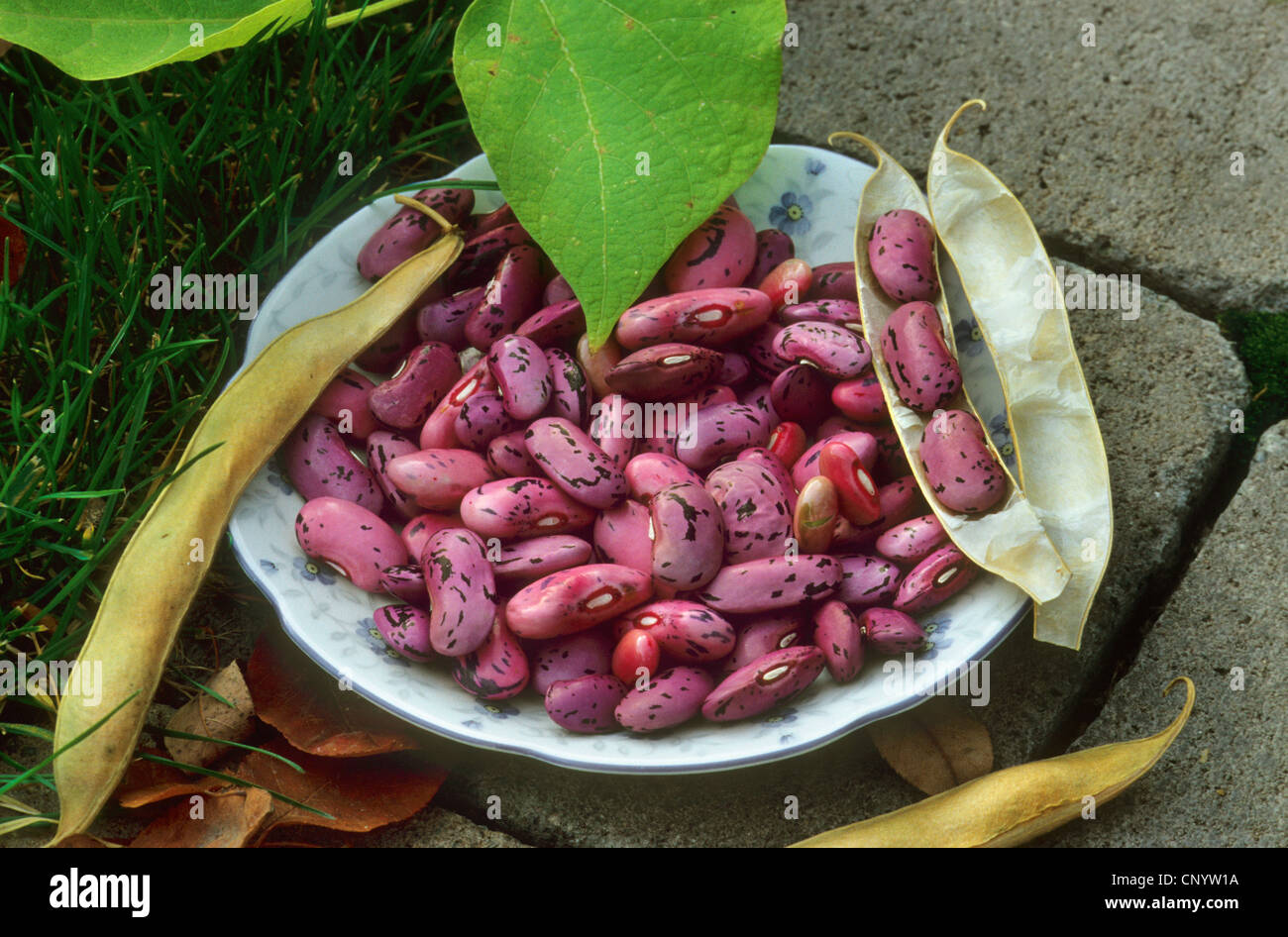 runner beans, scarlet runner (Phaseolus coccineus), runner beans on a