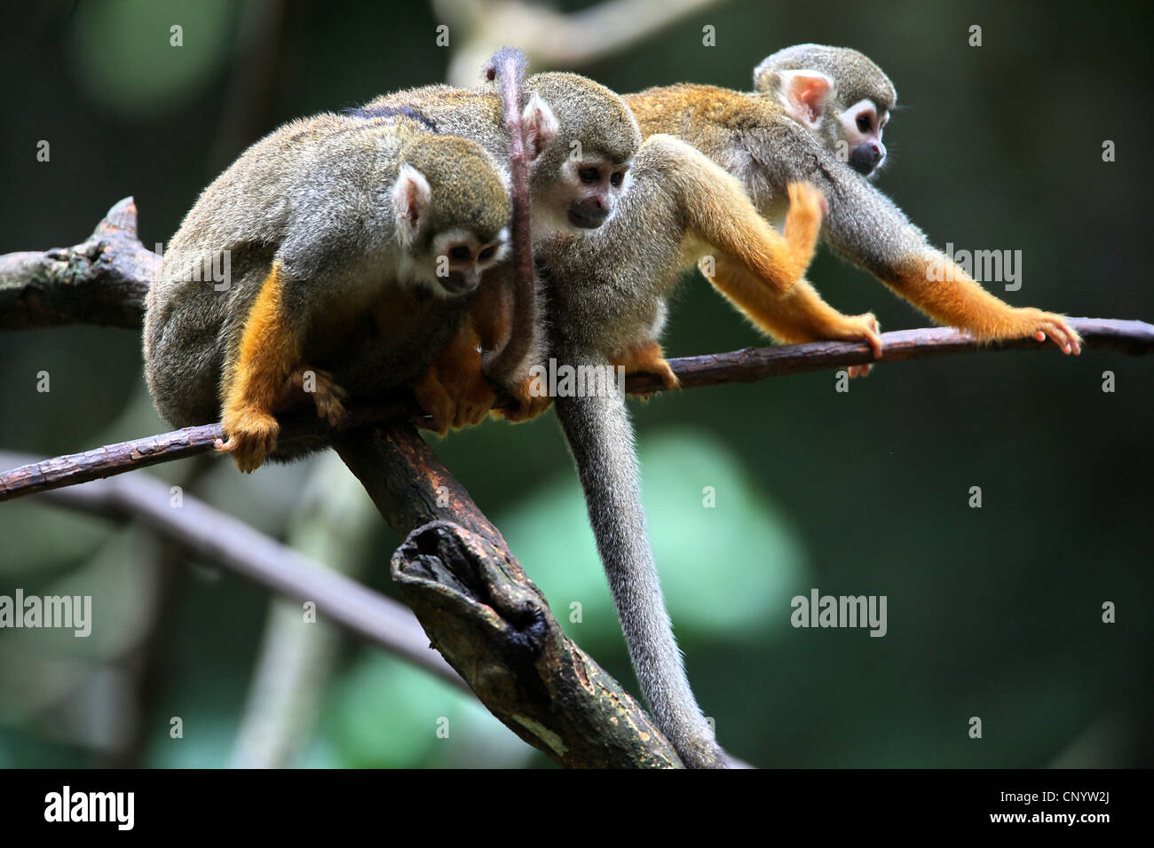 common squirrel monkey (Saimiri sciureus), three monkeys sitting on a branch, Brazil, Para Stock Photo