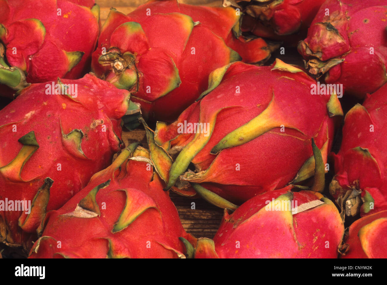 red pitahaya, strawberry pear, night-blooming cereus (Cereus triangularis, Hylocereus triangularis, Hylocereus undatus), pitahayas Stock Photo