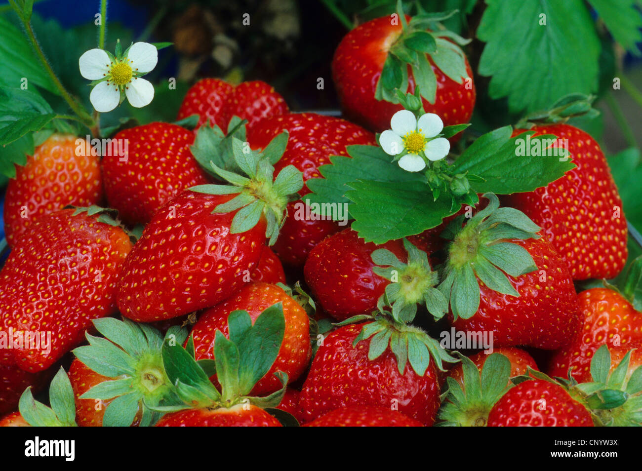 hybrid strawberry, garden strawberry (Fragaria x ananassa, Fragaria ananassa), collected strawberries with blooming plant Stock Photo