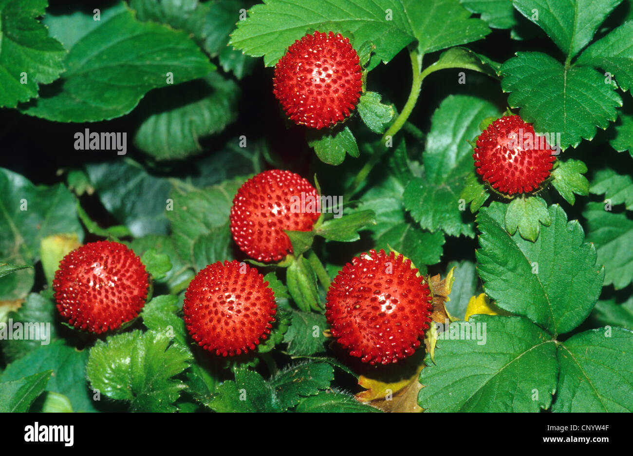 Indian strawberry, false strawberry, Indian mock-strawberry (Duchesnea indica), with fruits, Germany Stock Photo