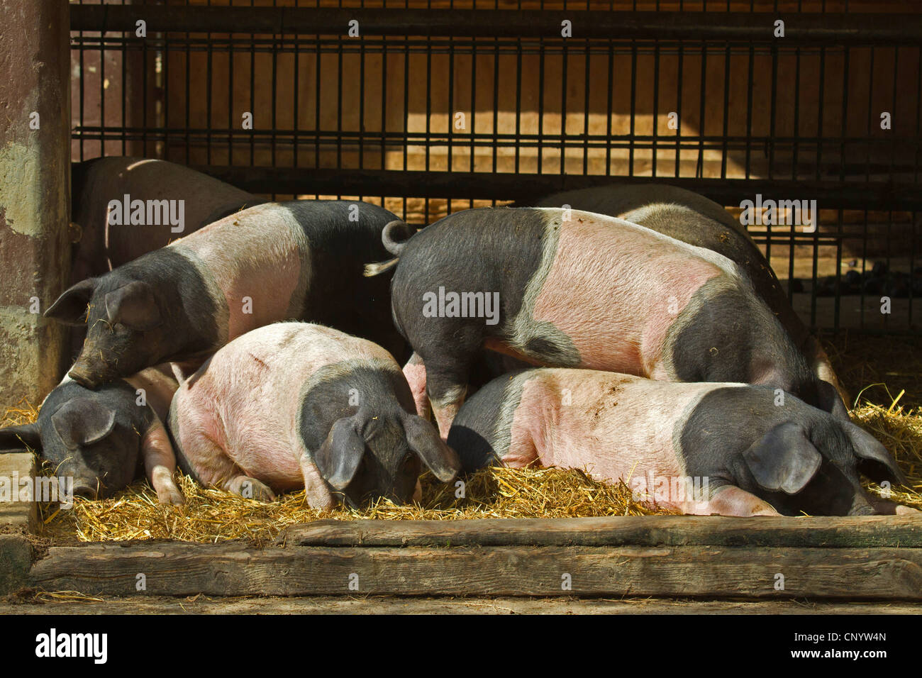 domestic pig, Angeln Saddleback (Sus scrofa f. domestica), Angeln Saddleback, Angler Sattelschwein, in a stable Stock Photo
