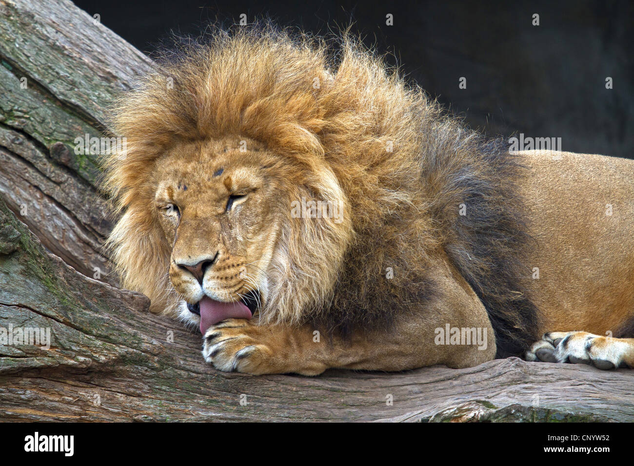 lion (Panthera leo), lying on a tree trunk licking the paws Stock Photo