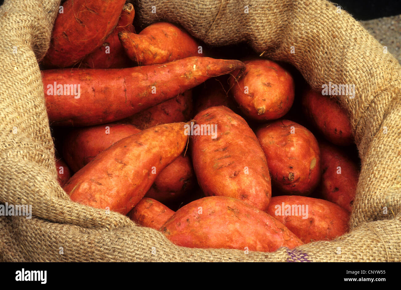 sweet potato (Ipomoea batatas), sweet potatoes in a sack Stock Photo